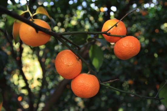 沙糖桔的种植技术：避免植株退化