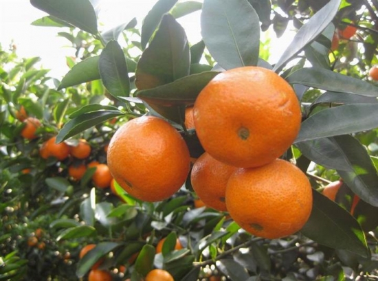 沙糖桔的种植技术：避免植株退化