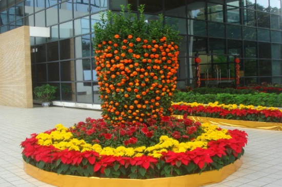 年桔什么价格,市场价格在30~300元之间