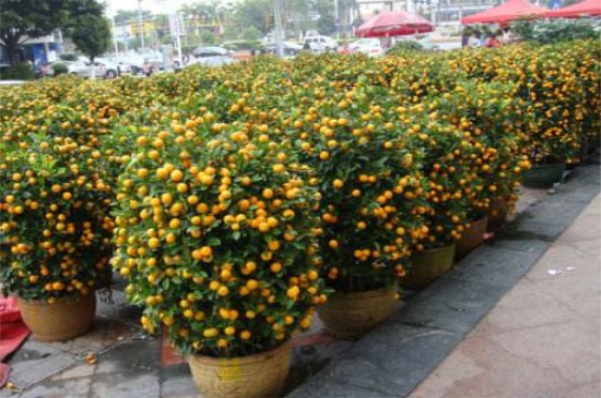 年桔什么价格,市场价格在30~300元之间