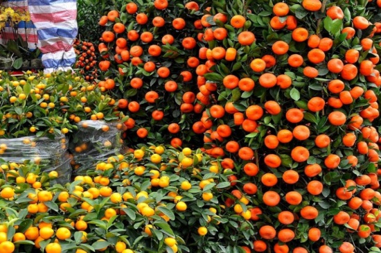 年桔什么价格,市场价格在30~300元之间