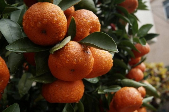 年桔什么价格,市场价格在30~300元之间