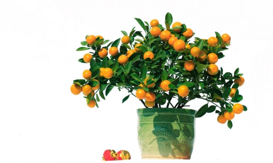 年桔如何养，年桔的养殖办法
