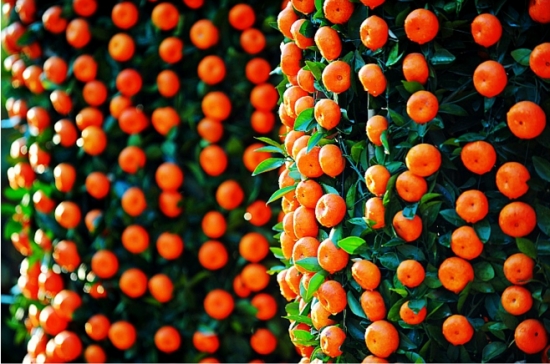 年桔如何养，年桔的养殖办法
