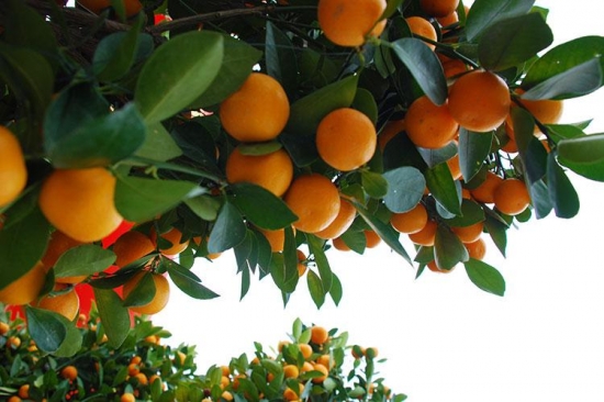 年桔如何养，年桔的养殖办法