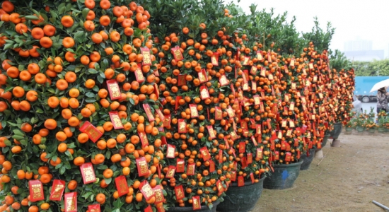 年桔如何养，年桔的养殖办法