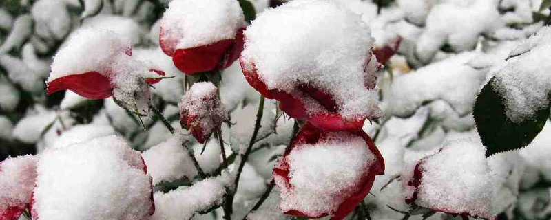 爬藤月季北方如何过冬