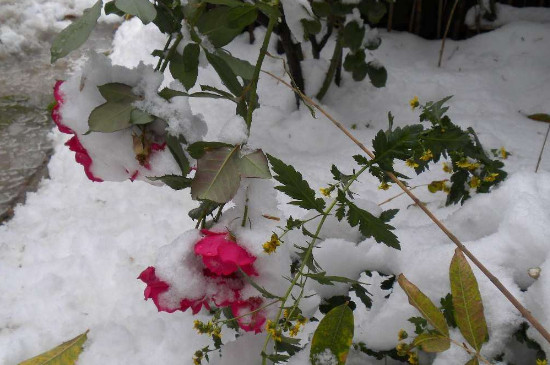 爬藤月季北方如何过冬