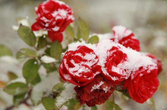 爬藤月季北方如何过冬