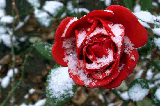 爬藤月季北方如何过冬