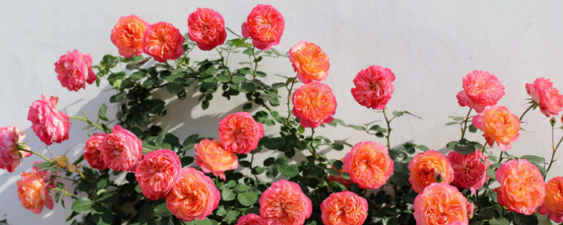 爬藤月季如何修剪