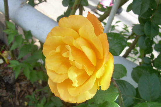 爬藤月季如何修剪