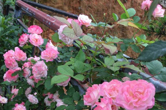 爬藤月季如何修剪