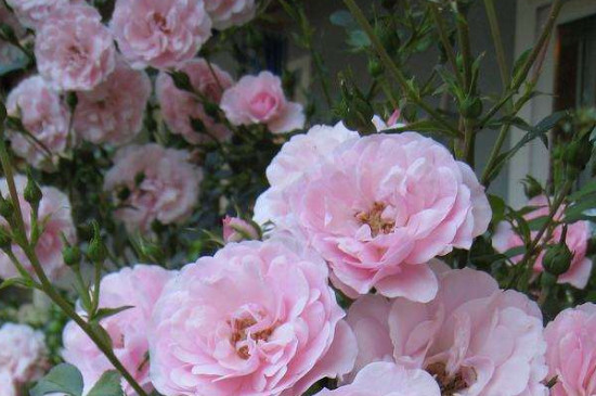 爬藤月季如何修剪