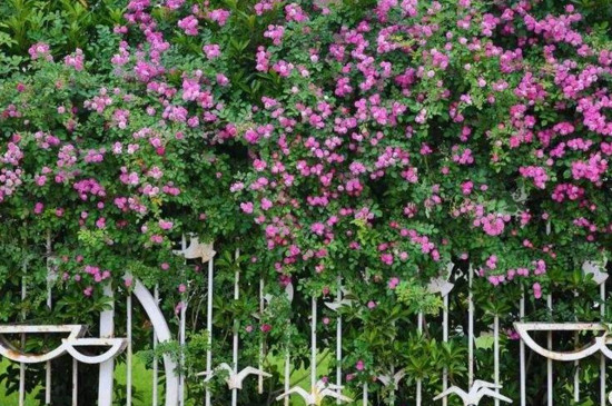 藤本月季的修剪和牵引