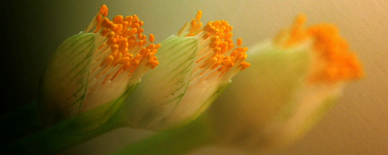 虎耳兰种的时候要浇水不