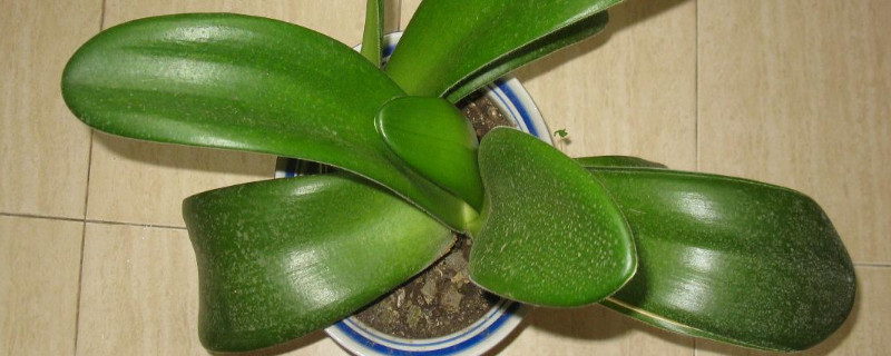 虎耳兰如何样才能长得快