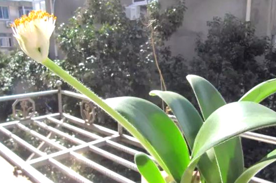 虎耳兰如何样才能长得快