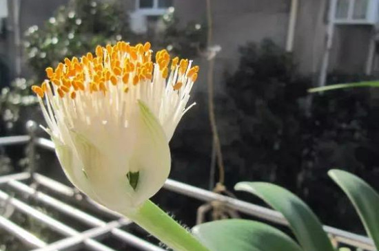 虎耳兰如何样才能长得快