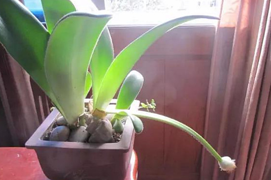 虎耳兰如何样才能长得快