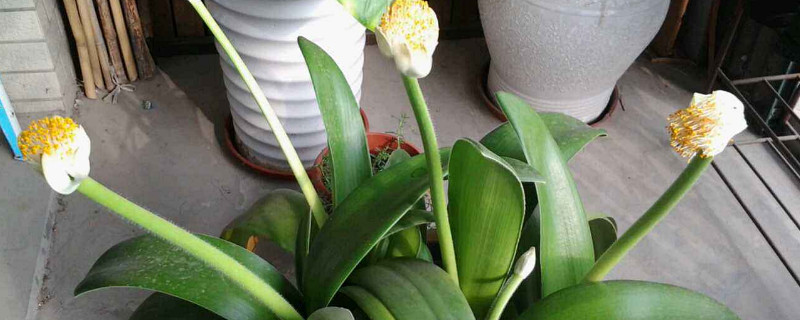 虎耳兰的养殖办法和留意事项