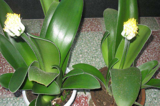 虎耳兰的养殖办法和留意事项