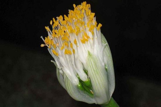 虎耳兰的养殖办法和留意事项