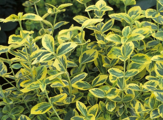 彩叶扶芳藤的资料 扶芳藤的资料:为卫矛科卫矛属常绿藤本灌木;终年常绿,是园林绿化的优良植物。