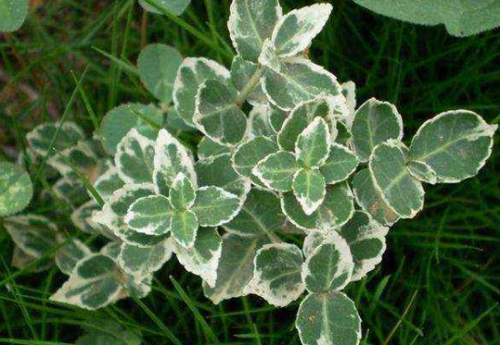 彩叶扶芳藤的资料 扶芳藤的资料:为卫矛科卫矛属常绿藤本灌木;终年常绿,是园林绿化的优良植物。