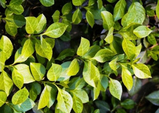 彩叶扶芳藤的资料 扶芳藤的资料:为卫矛科卫矛属常绿藤本灌木;终年常绿,是园林绿化的优良植物。