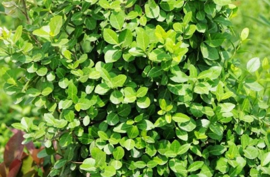 彩叶扶芳藤的繁殖和栽培技术