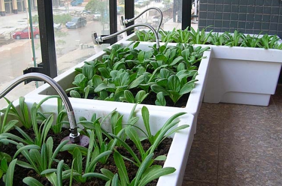 油麦菜如何种植：地栽和盆栽办法有所不同