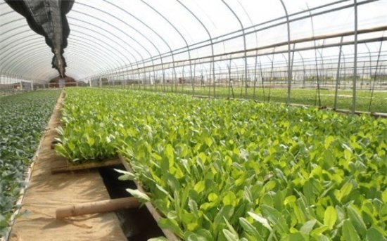 油麦菜如何种植：地栽和盆栽办法有所不同