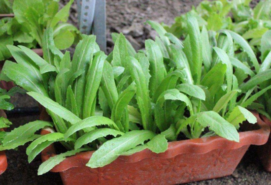 油麦菜如何种植：地栽和盆栽办法有所不同