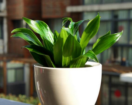 密叶朱蕉/太阳神的养殖办法：喜半阴喜高温高湿通风