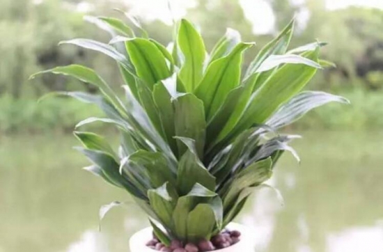 密叶朱蕉/太阳神的养殖办法：喜半阴喜高温高湿通风