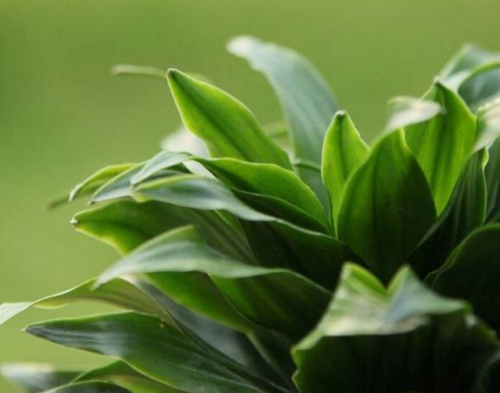 密叶朱蕉/太阳神的养殖办法：喜半阴喜高温高湿通风