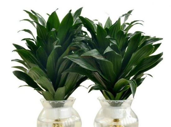 密叶朱蕉/太阳神的养殖办法：喜半阴喜高温高湿通风