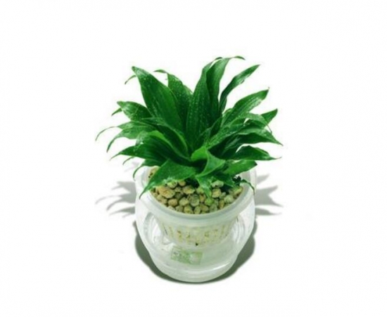 密叶朱蕉/太阳神的养殖办法：喜半阴喜高温高湿通风