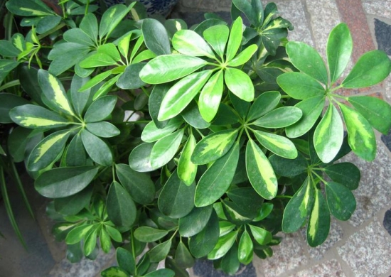 龙爪叶的养殖办法及留意事项：喜高温、高湿，忌暴晒