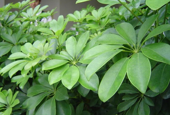 龙爪叶的养殖办法及留意事项：喜高温、高湿，忌暴晒