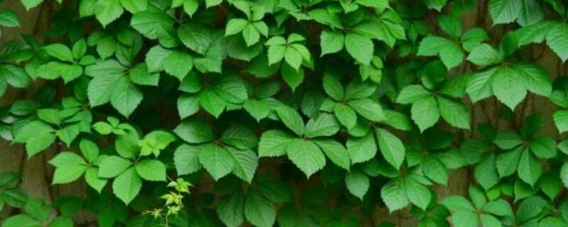 五叶地锦的养殖办法和留意事项