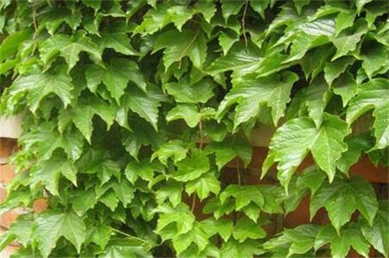 五叶地锦的养殖办法和留意事项