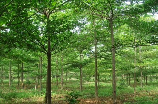 小叶榄仁的养殖办法及留意事项：喜高温多湿的气候