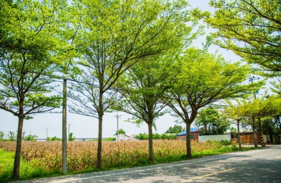 小叶榄仁的养殖办法及留意事项：喜高温多湿的气候