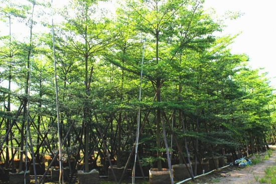 小叶榄仁的养殖办法及留意事项：喜高温多湿的气候