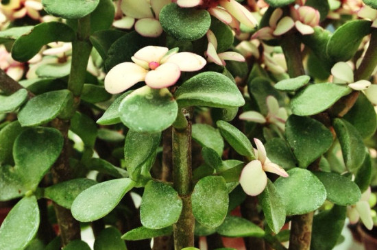 金枝玉叶耐低温多少度