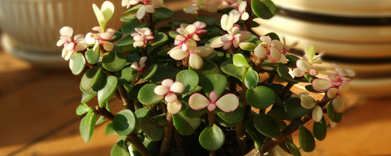 金枝玉叶冬季能修剪吗