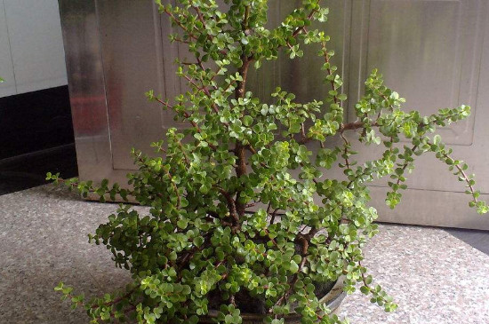 金枝玉叶冬季能修剪吗