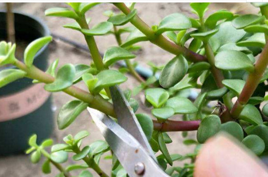 金枝玉叶冬季能修剪吗